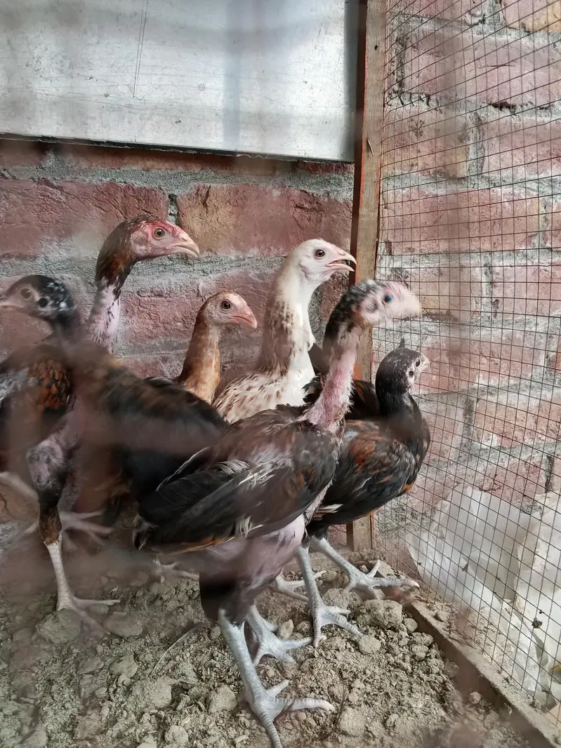 aseel chicks — photo 2