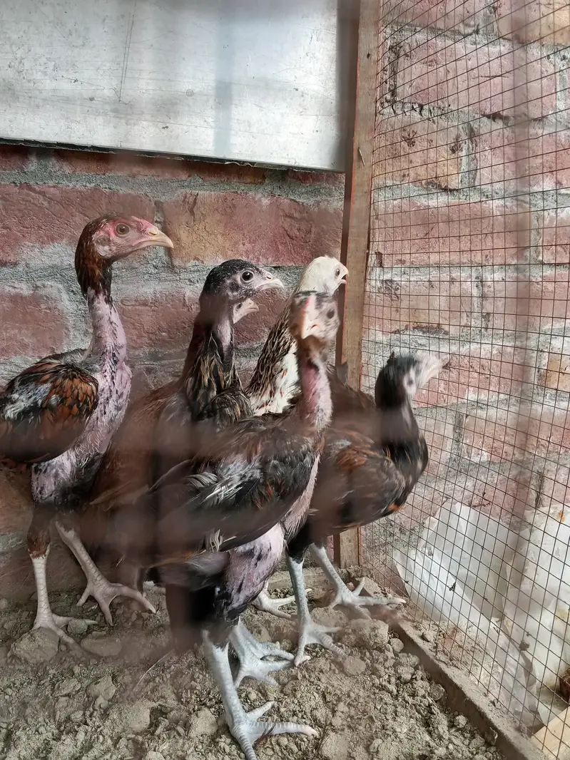 aseel chicks — photo 3