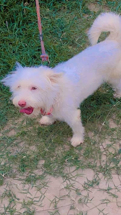 dogforesale