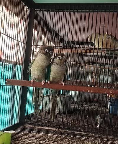 Blue Turquoise conure ready to breed pair for sale