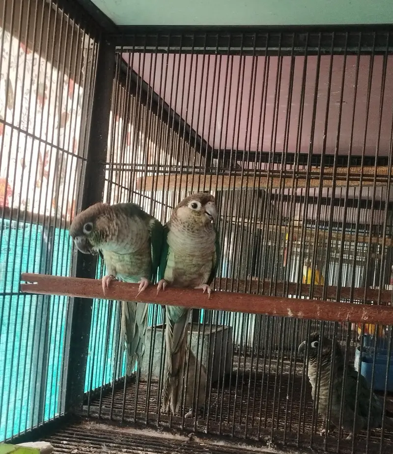Blue Turquoise conure ready to breed pair for sale — photo 2