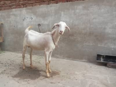 Bkra for sale