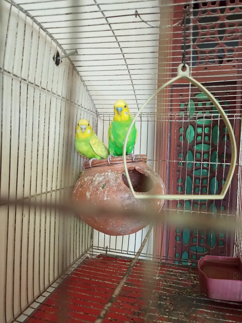 3 breader pairs of budgies — photo 2