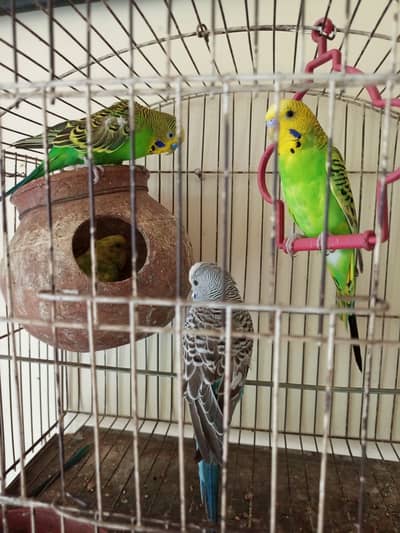3 breader pairs of budgies