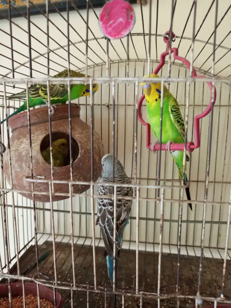 3 breader pairs of budgies — photo 3