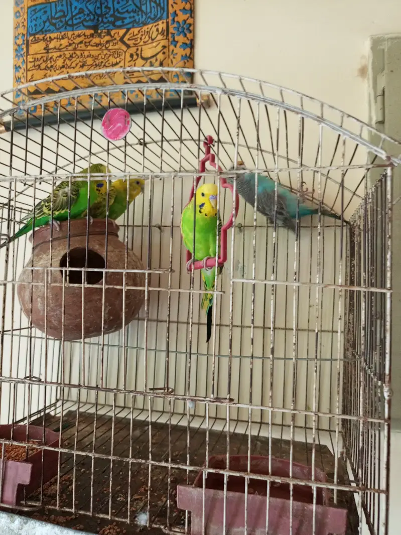 3 breader pairs of budgies — photo 4