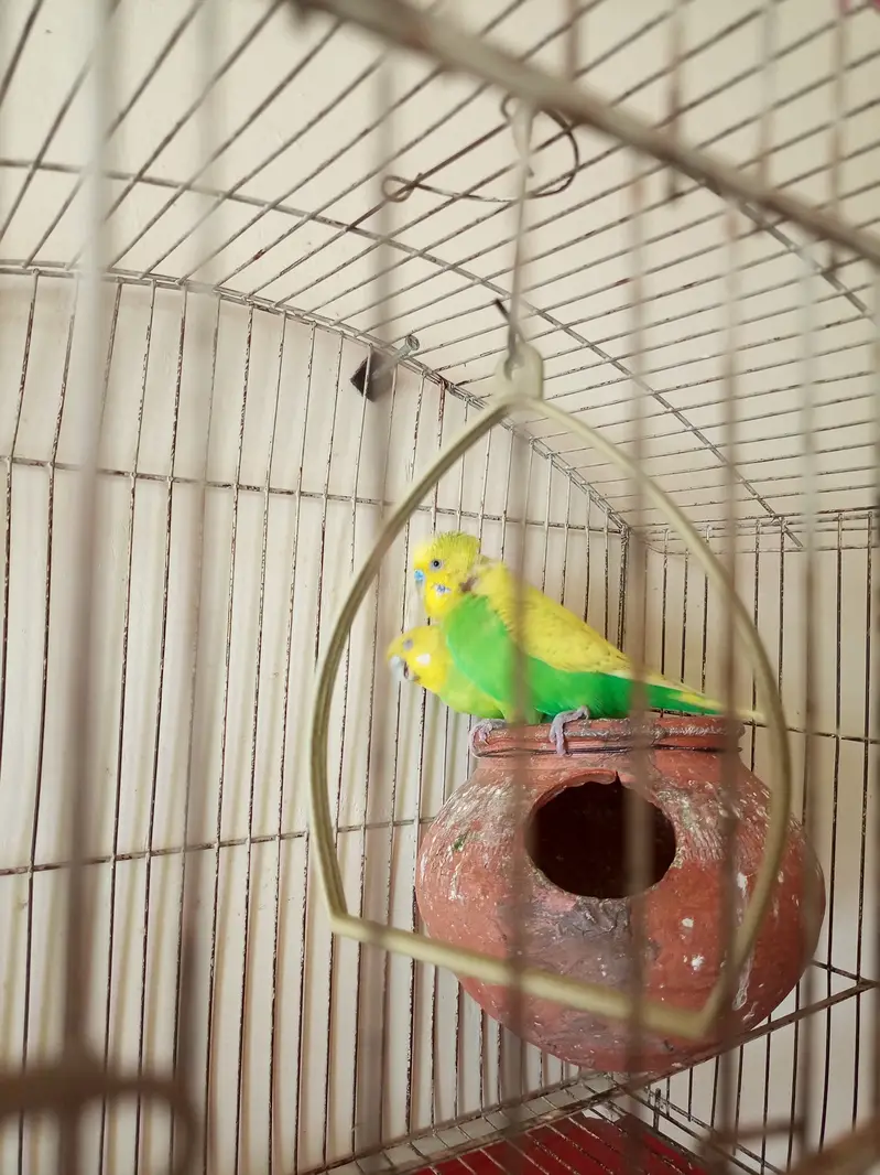 3 breader pairs of budgies — photo 5
