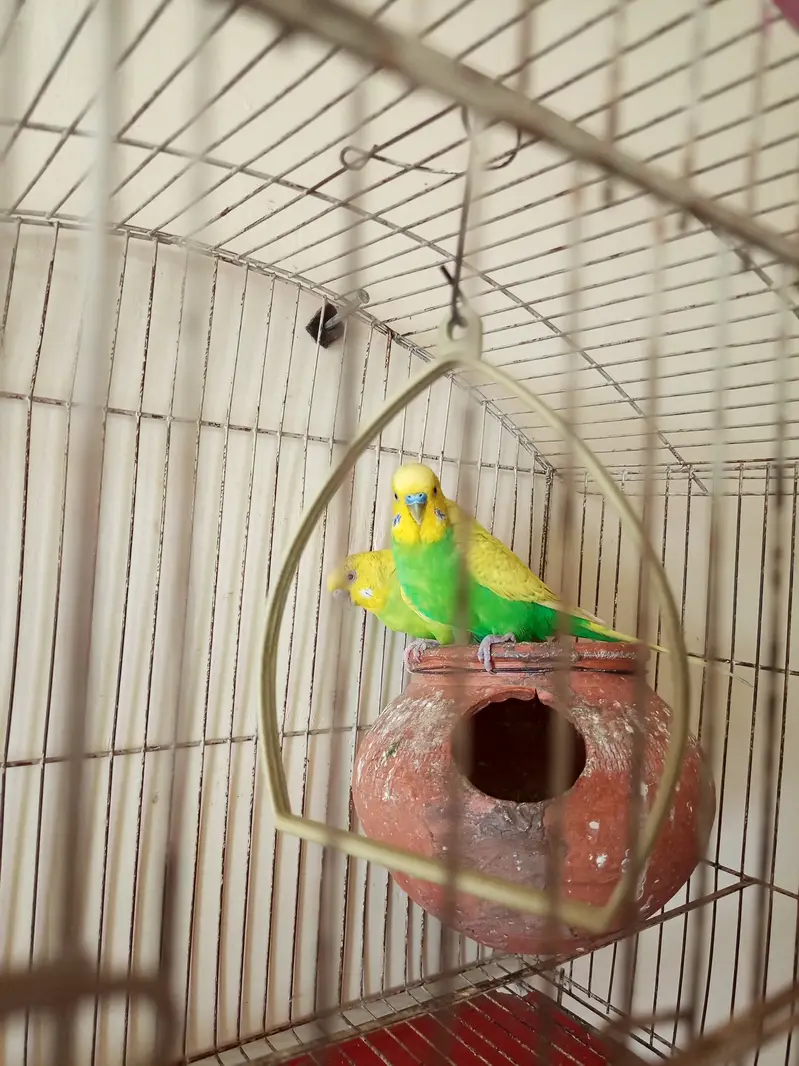 3 breader pairs of budgies — photo 6
