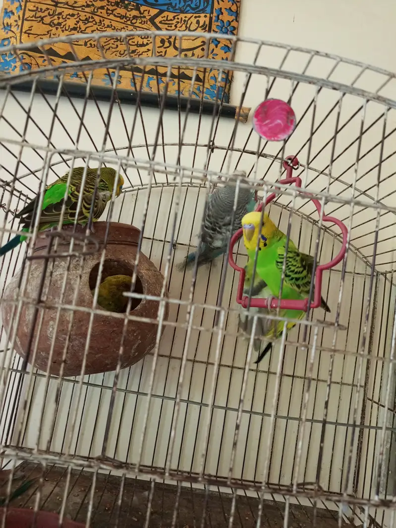 3 breader pairs of budgies — photo 7