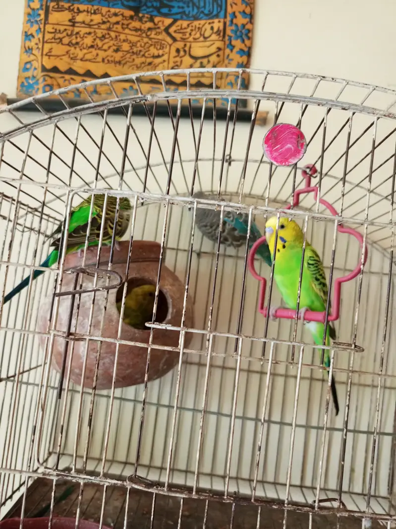 3 breader pairs of budgies — photo 8