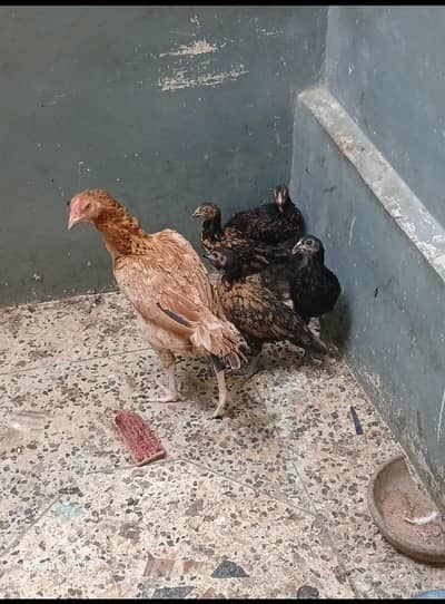 1 Desi Murgha 1 Aseel Murghi 4 chicks