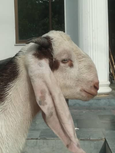 rajanpori  ablak  desi bakra beautiful healthi