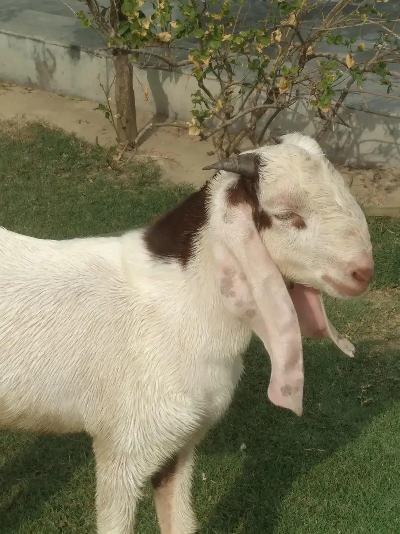 rajanpori  ablak  desi bakra beautiful healthi — photo 2