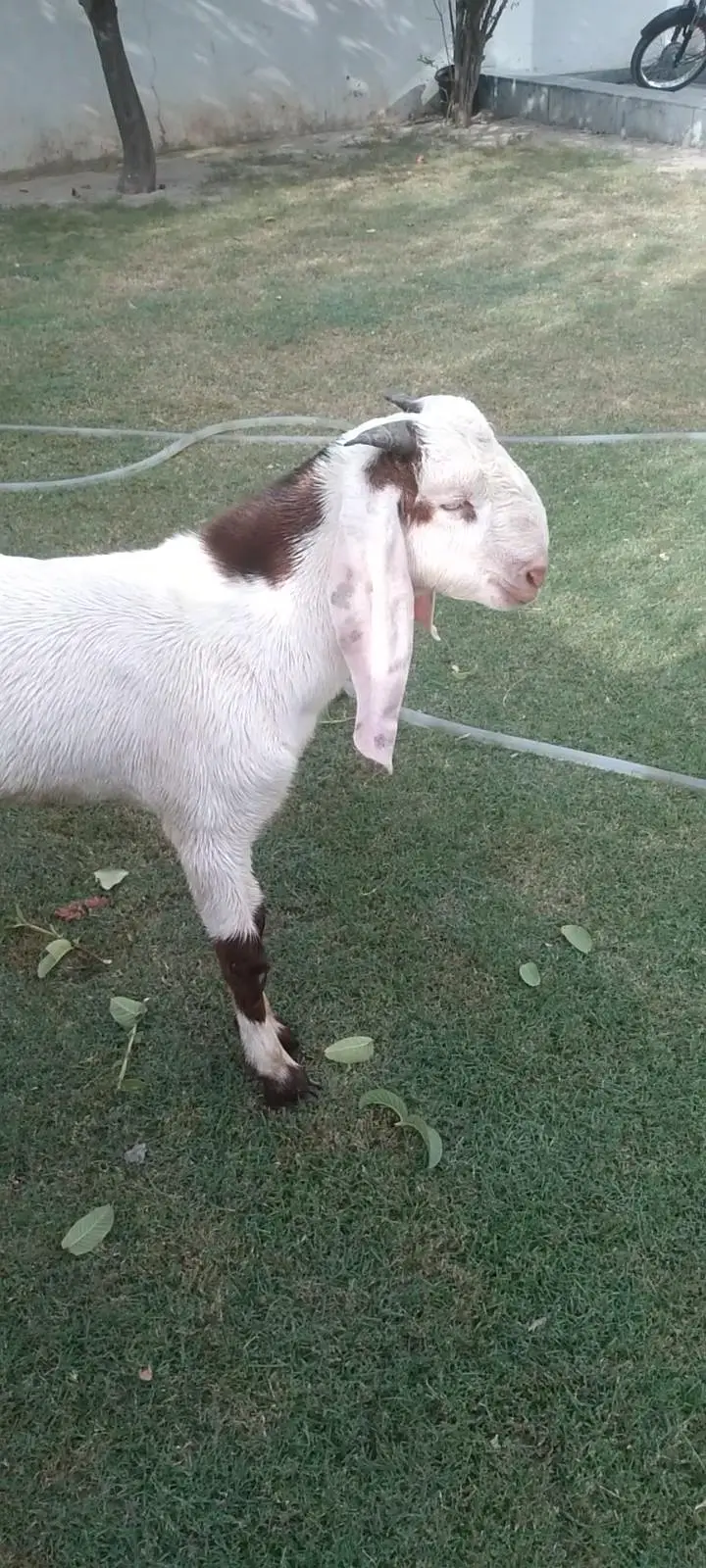 rajanpori  ablak  desi bakra beautiful healthi — photo 3