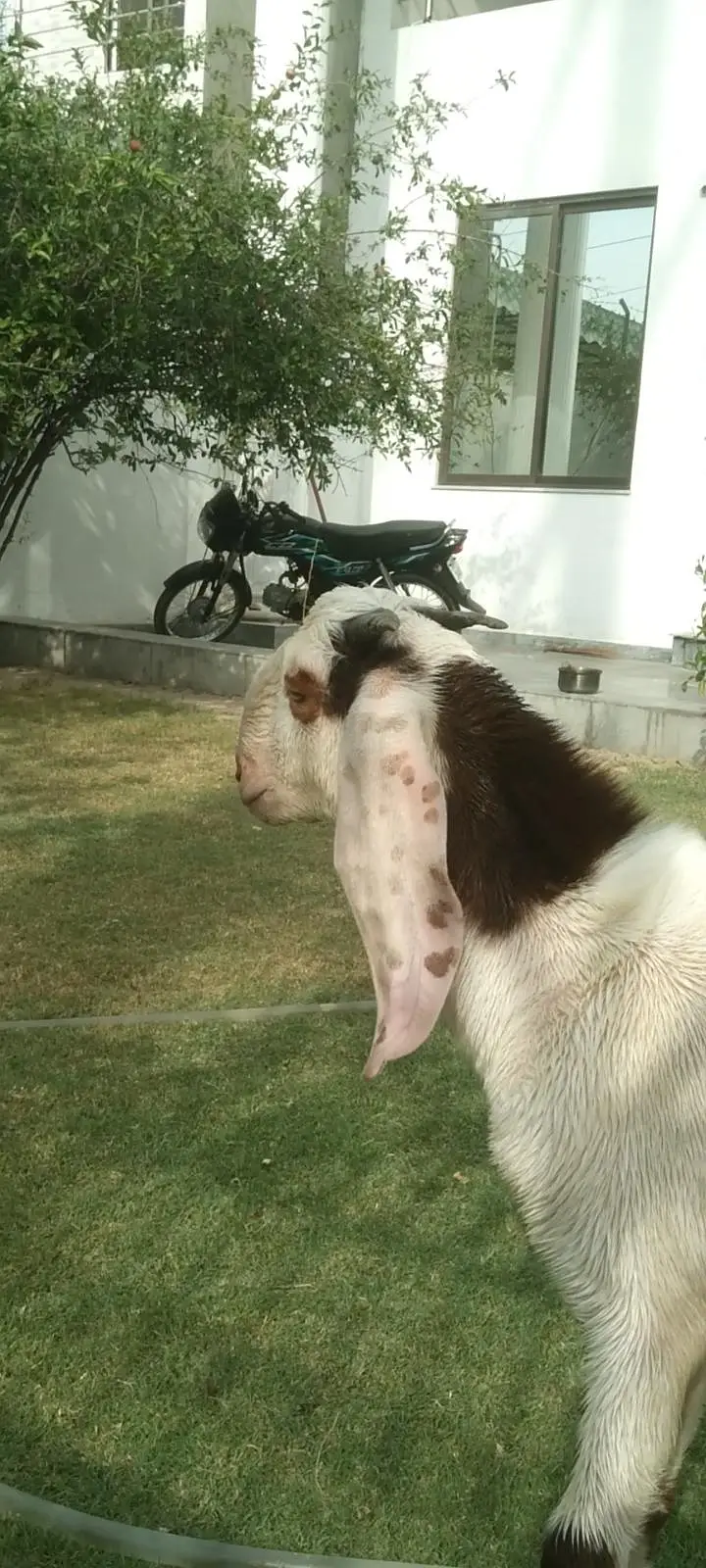 rajanpori  ablak  desi bakra beautiful healthi — photo 4
