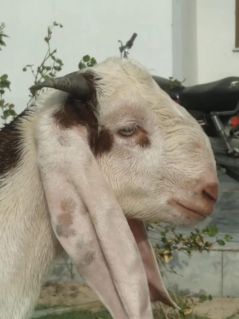 rajanpori  ablak  desi bakra beautiful healthi — photo 5