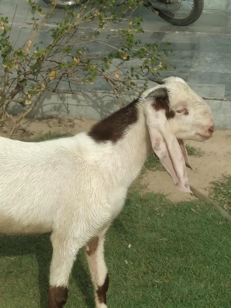 rajanpori  ablak  desi bakra beautiful healthi — photo 6