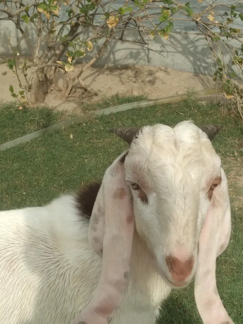 rajanpori  ablak  desi bakra beautiful healthi — photo 7