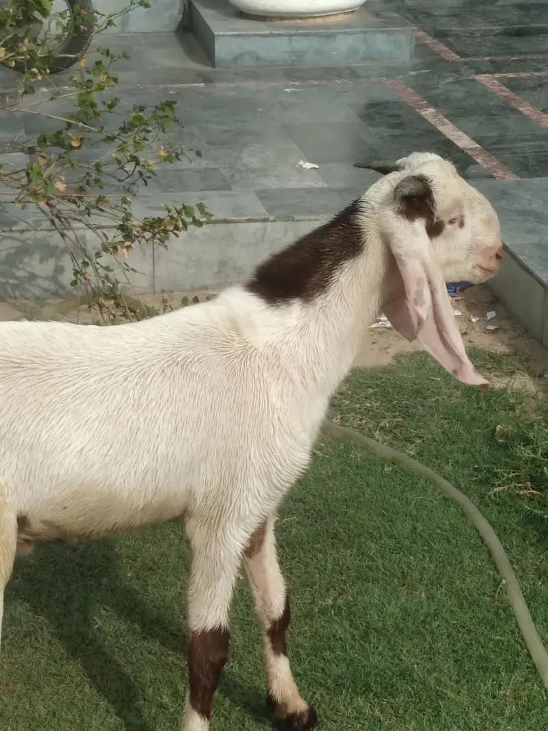 rajanpori  ablak  desi bakra beautiful healthi — photo 8