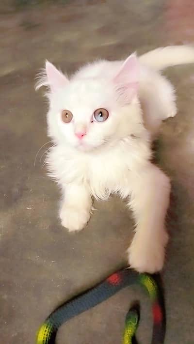 cat Persian 3riple code 2 shade eyes
