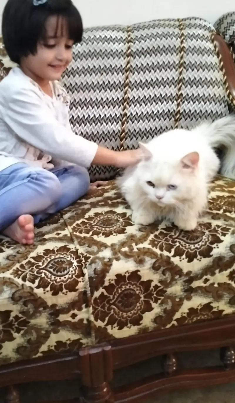 cat Persian 3riple code 2 shade eyes — photo 2