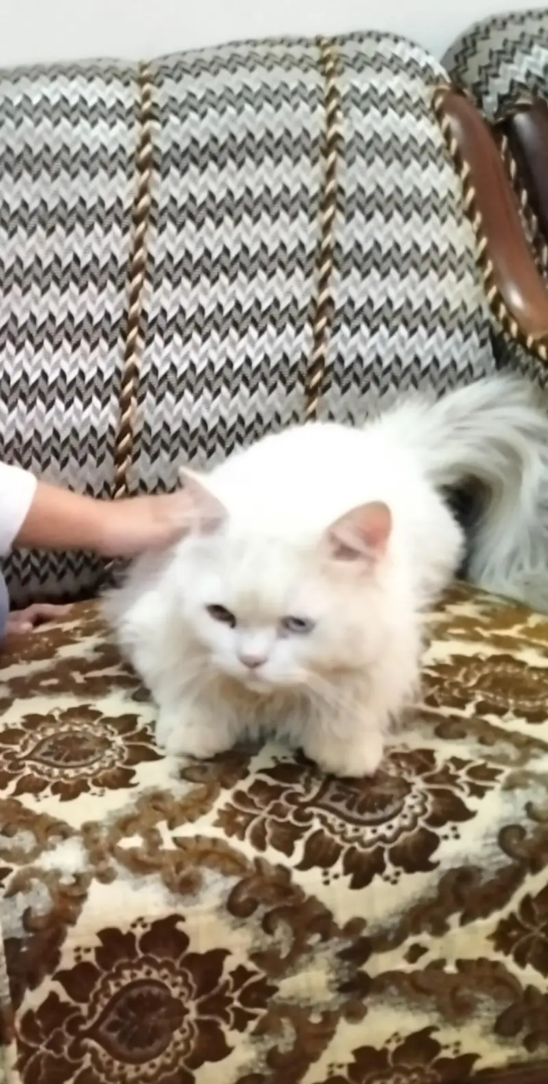 cat Persian 3riple code 2 shade eyes — photo 3