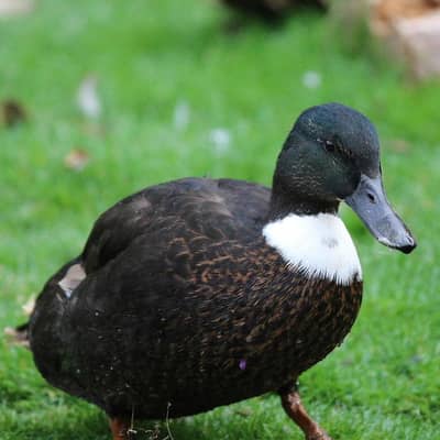 black Mallard female duck