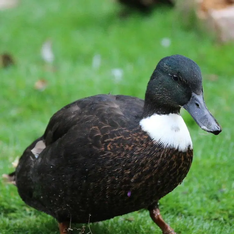 black Mallard female duck