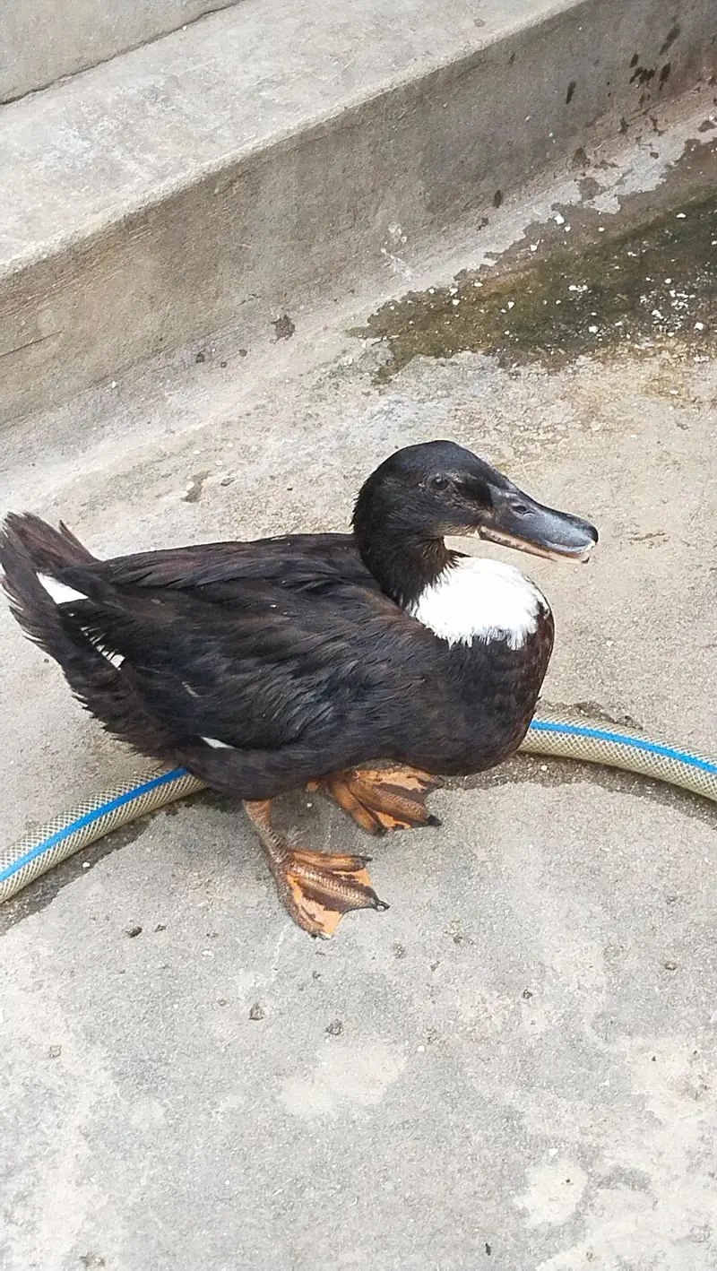 black Mallard female duck — photo 2