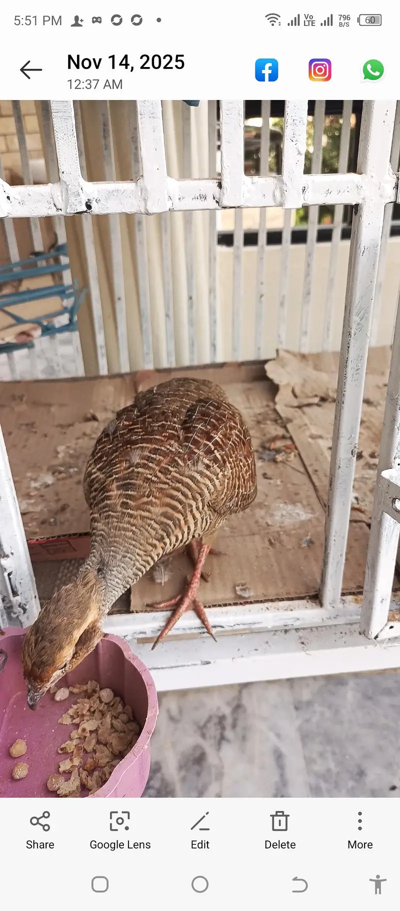 dakhni teetar — photo 5