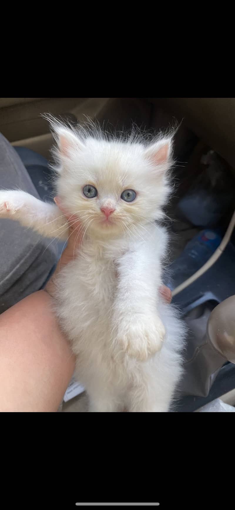 Kittens 0