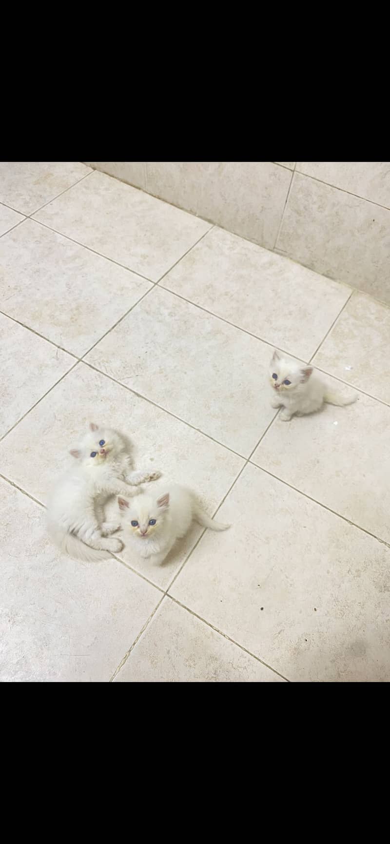 Kittens 1