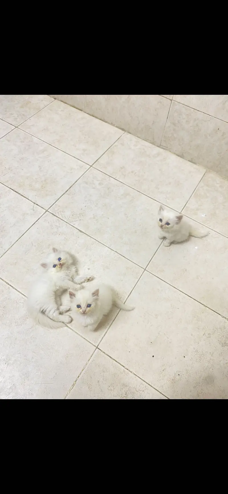 Kittens — photo 2