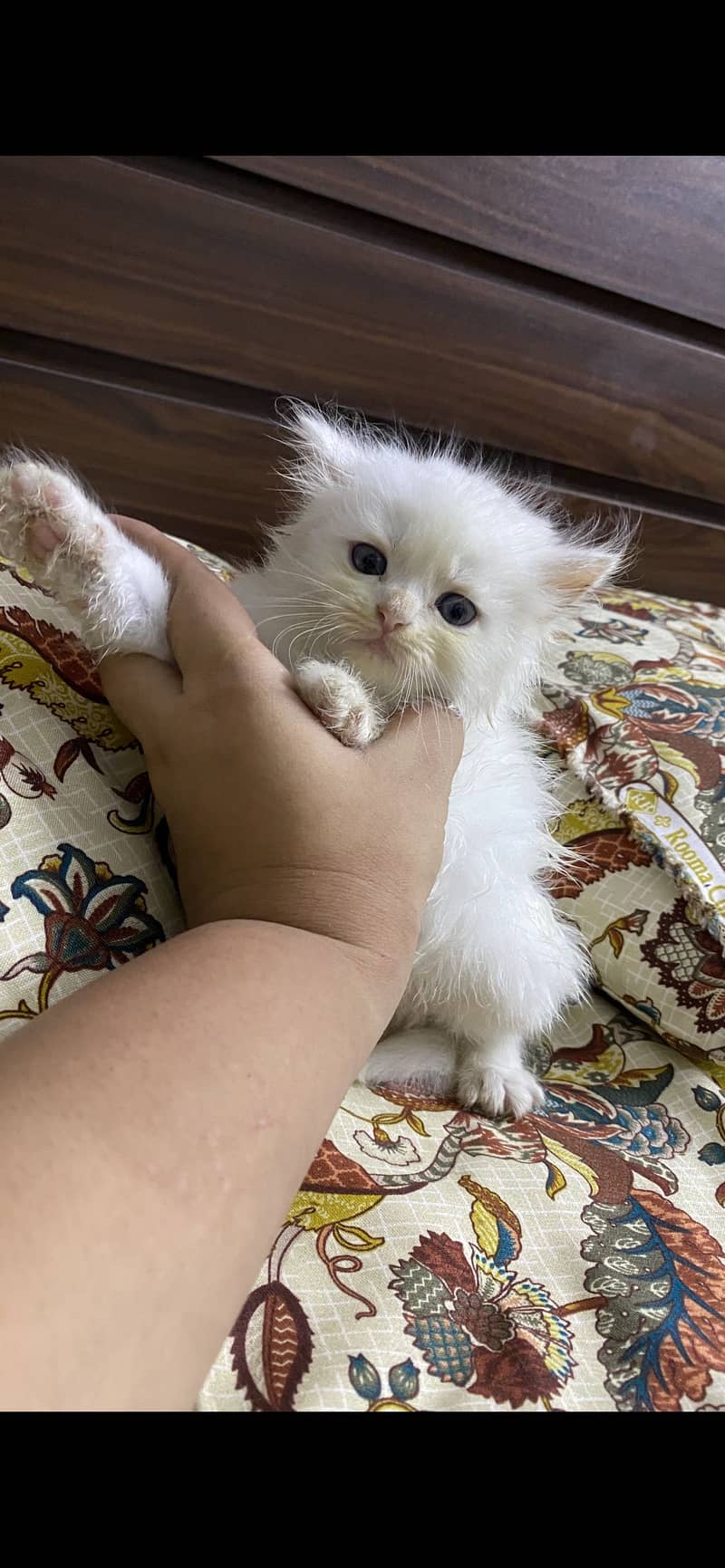 Kittens 3
