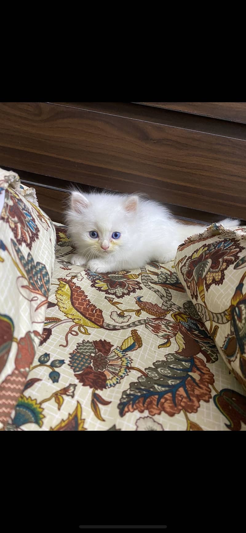 Kittens 4
