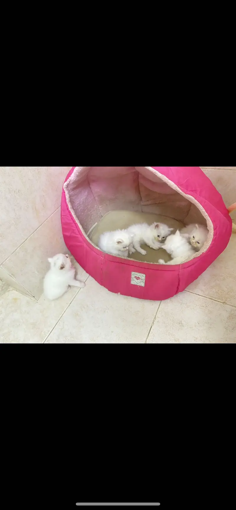 Kittens — photo 6