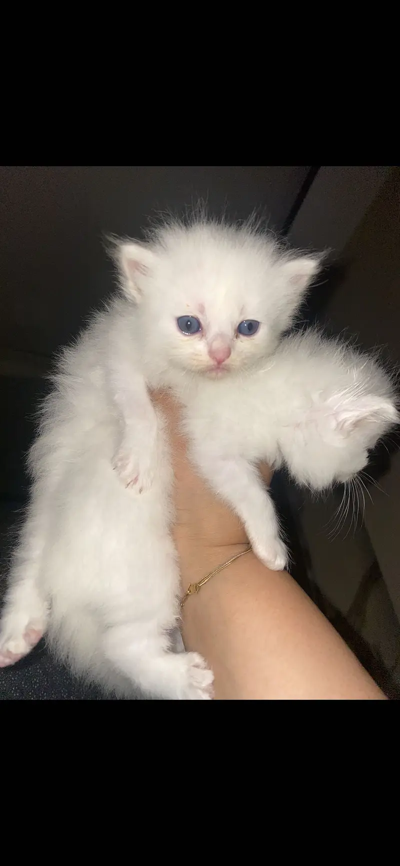 Kittens — photo 7