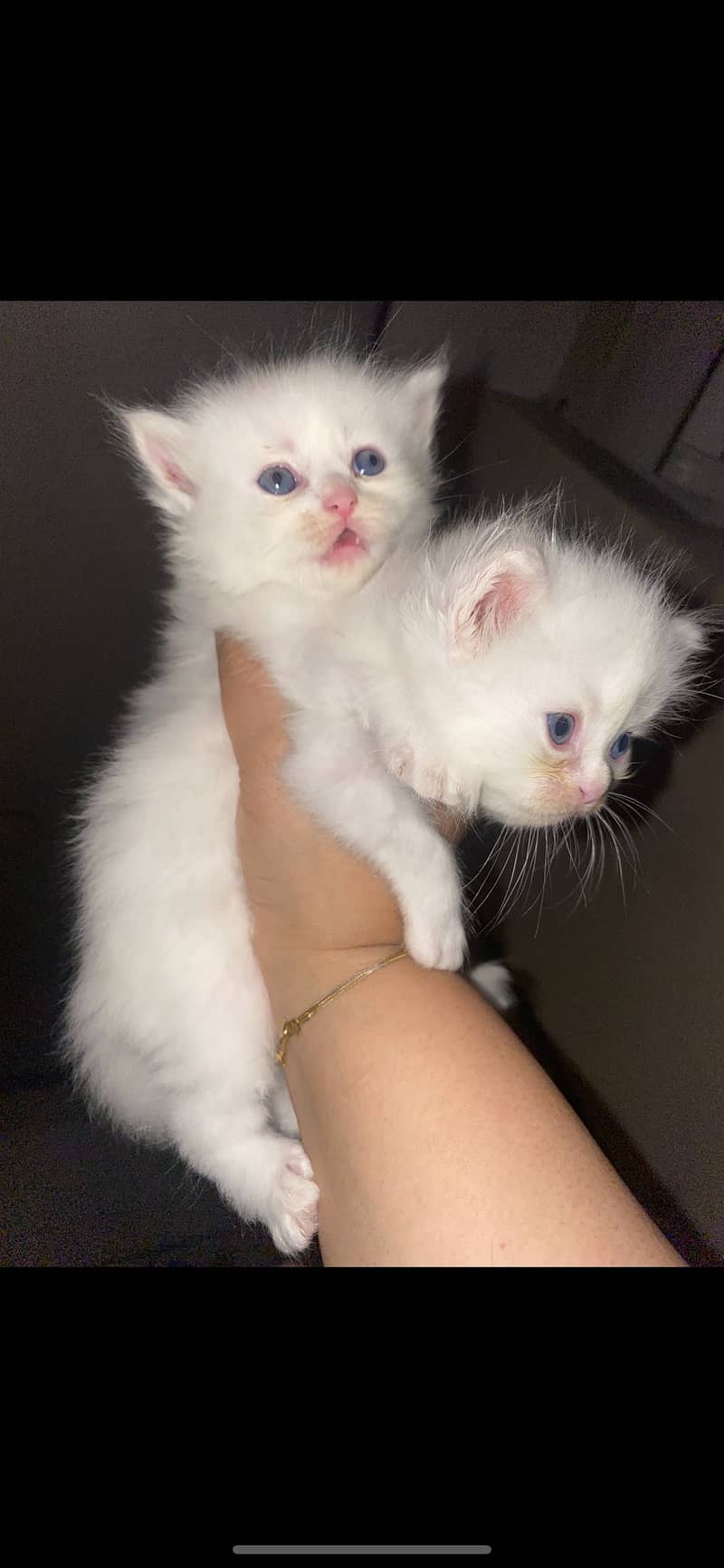 Kittens 7