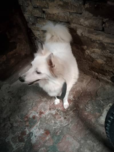 Russian dog female white urgent sale