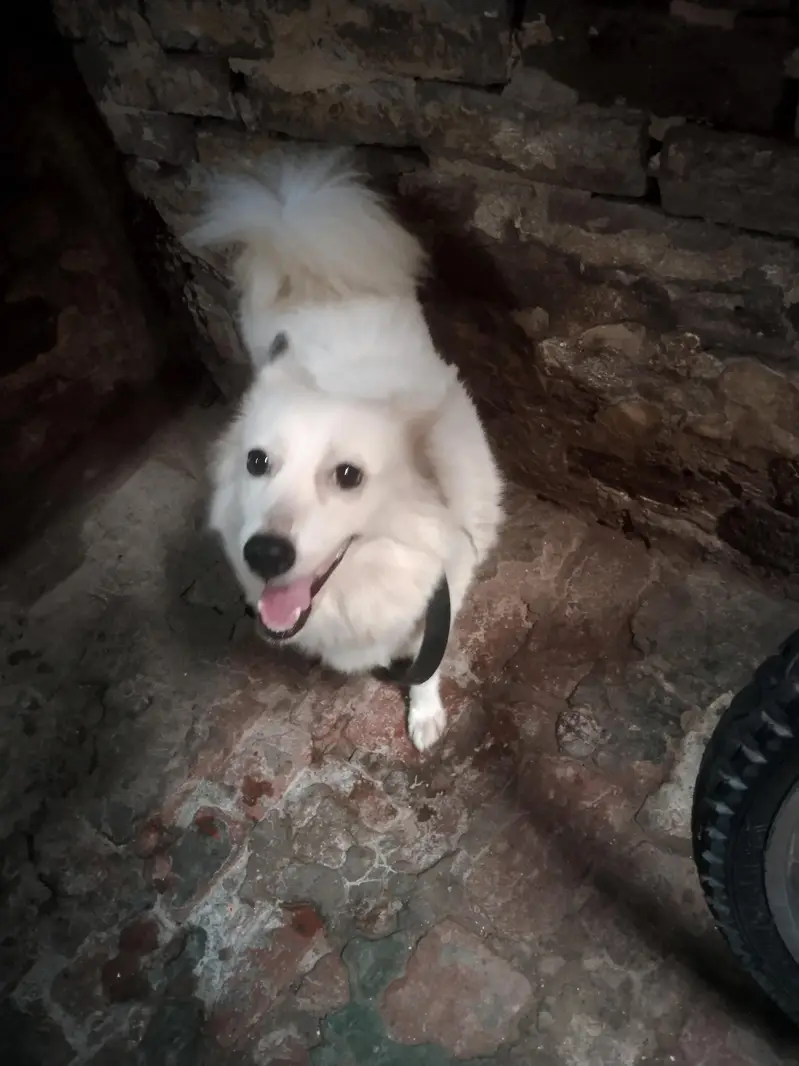 Russian dog female white urgent sale — photo 2