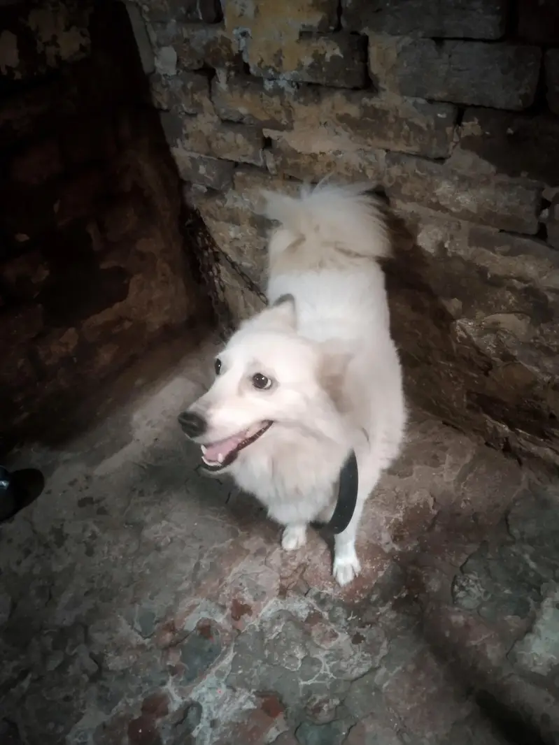 Russian dog female white urgent sale — photo 3