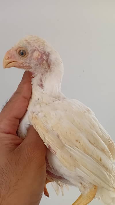Parrot Beak Chick Available