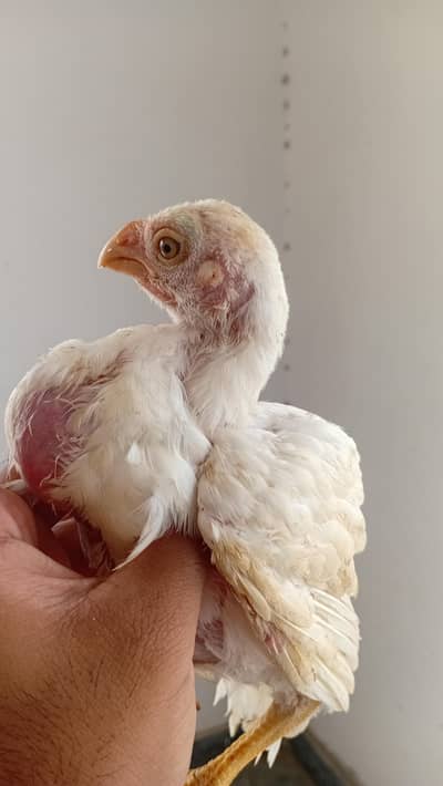 Parrot Beak Chick Available