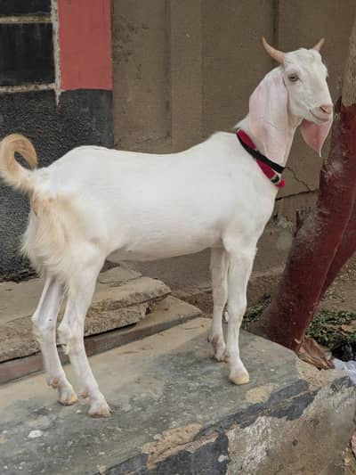 Gulabi bakrah