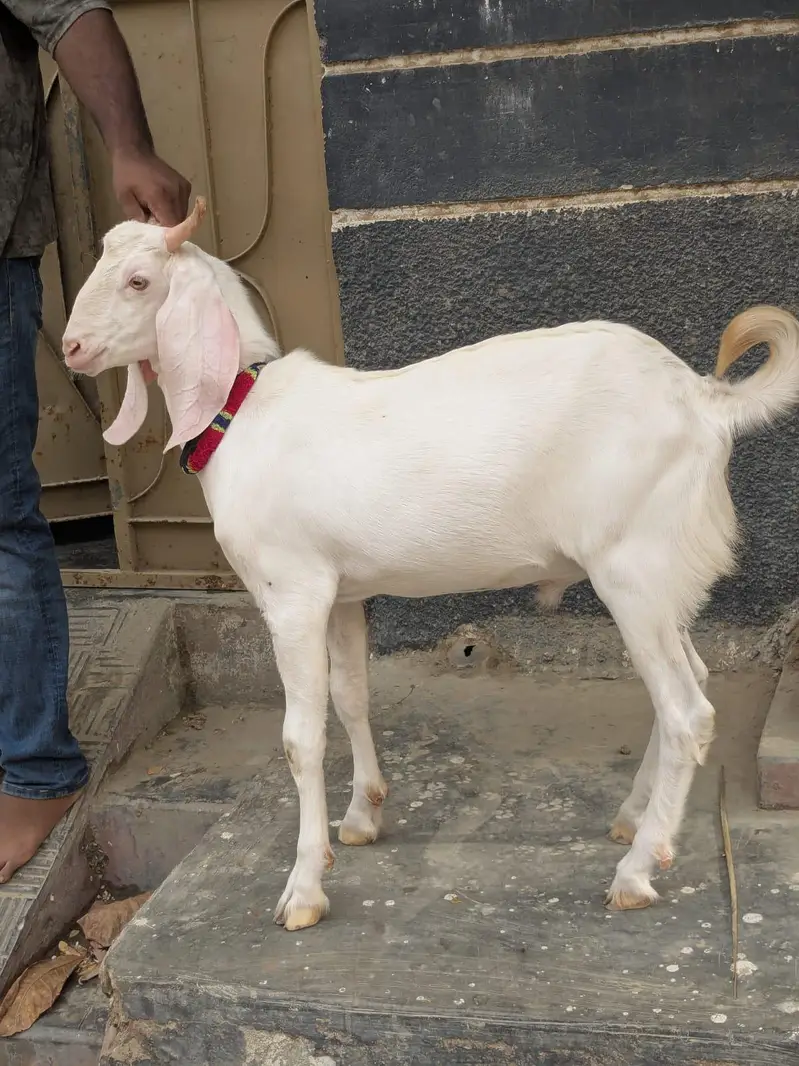 Gulabi bakrah — photo 6