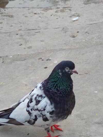 Mix Pairs and single male and females& chicks