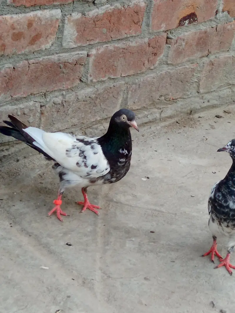 Mix Pairs and single male and females& chicks — photo 2