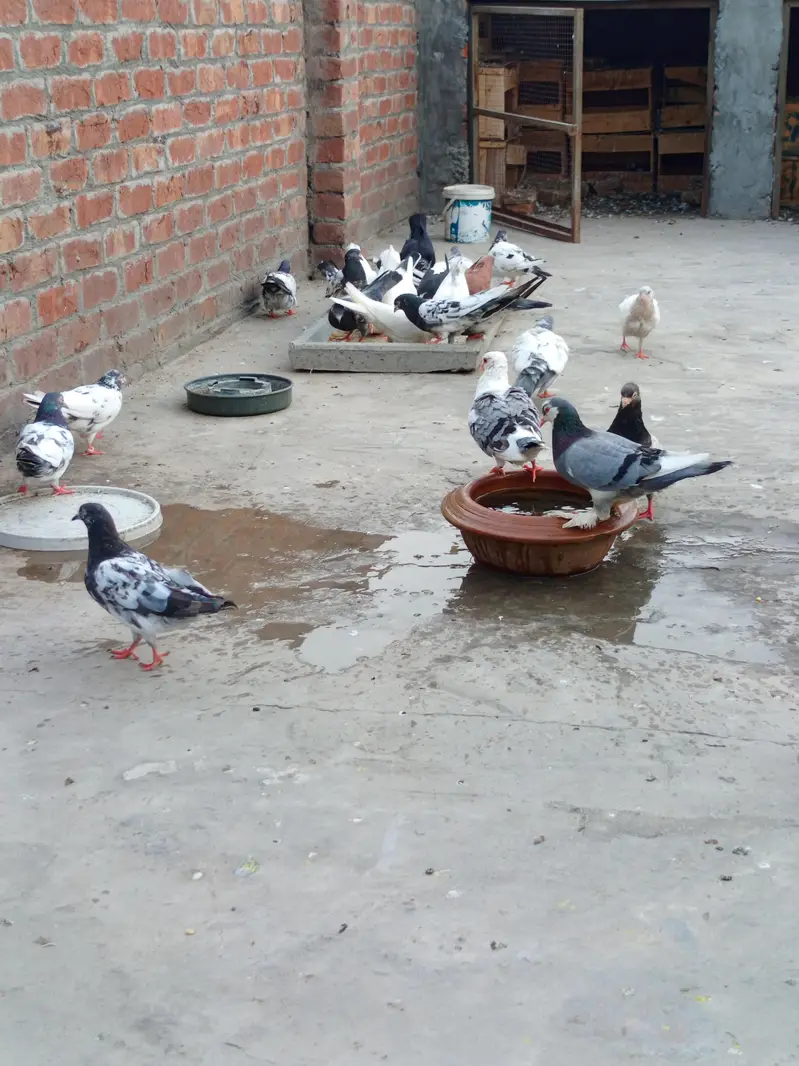 Mix Pairs and single male and females& chicks — photo 3