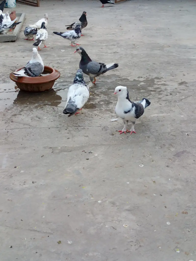 Mix Pairs and single male and females& chicks — photo 4