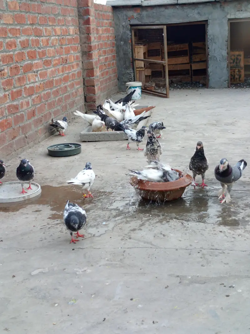 Mix Pairs and single male and females& chicks — photo 5